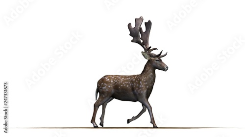 Deer on a sand area - isolated on a white background