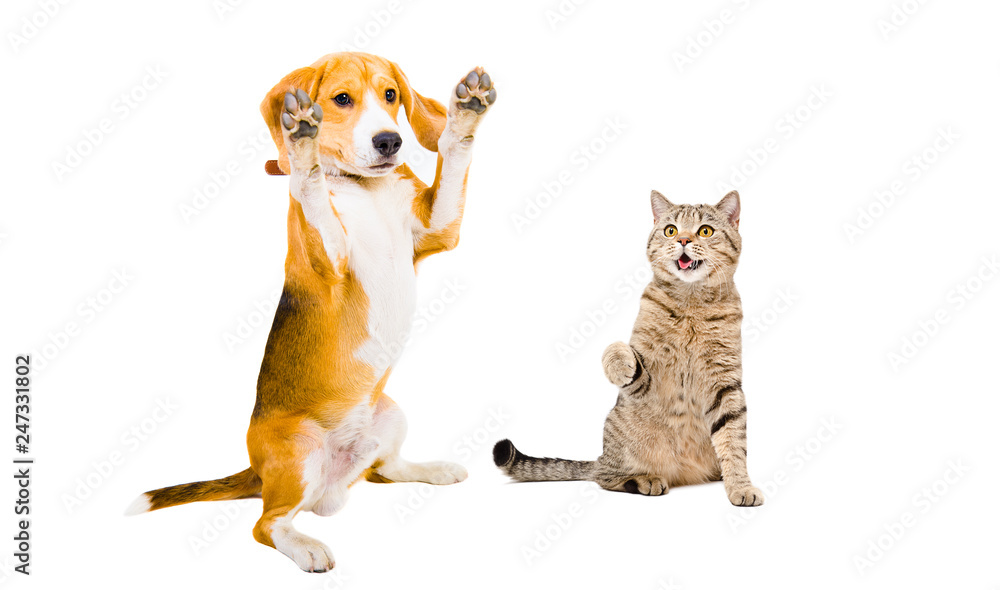 Playful Beagle and cat Scottish Straight isolated on white background