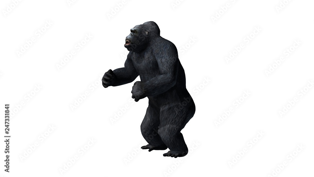 Gorilla - isolated on white background