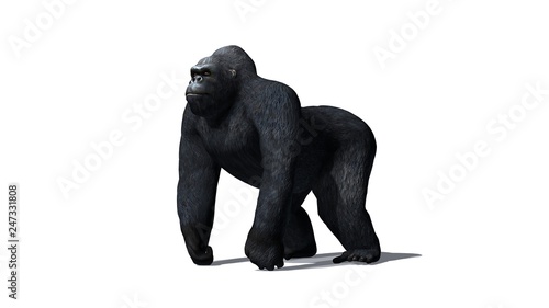 Gorilla - isolated on white background
