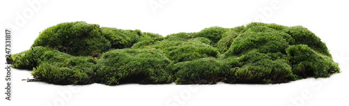Tableau sur toile Green moss isolated on white background