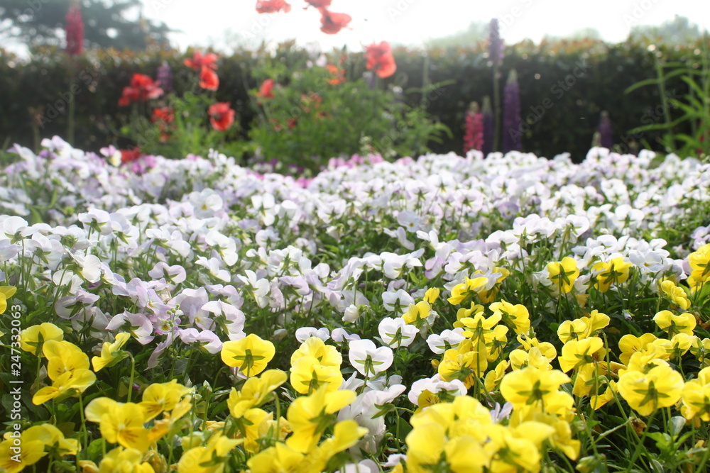 flowers in the garden