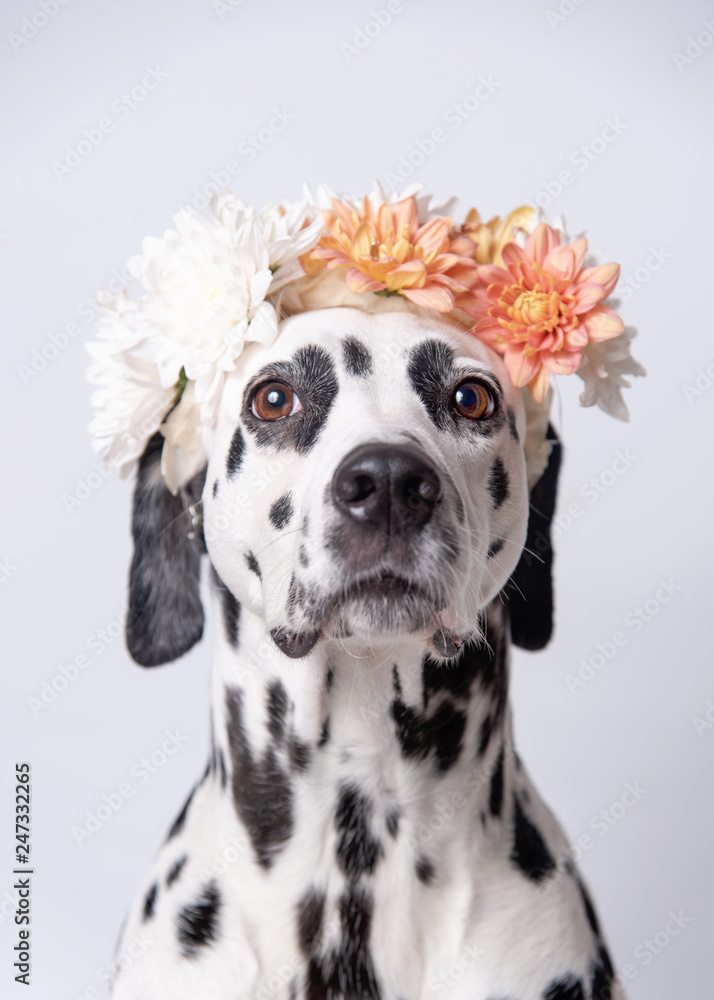  Cute dalmatian dog with white and yellow floral crown, seen from the front on a white background. Chrysanthemum flower wreath. Copy space. Pet portrait