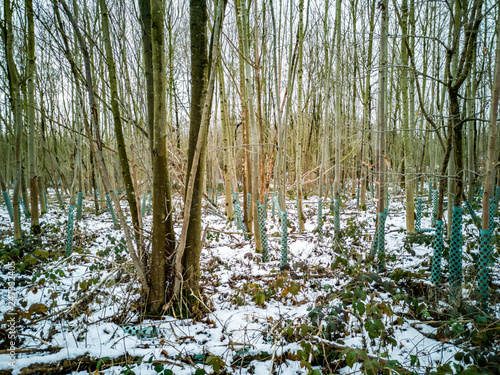 Tree guard system in the winter forest of Germany photo