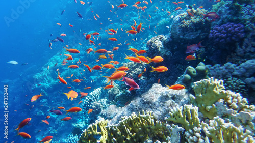 the underwater world of the Red Sea, corals, a flock of fish antias golden