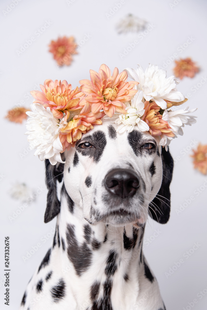 Dalmatian dog with white and yellow flower crown on floral background. Chrysanthemum flower wreath. Copy space. Pet portrait