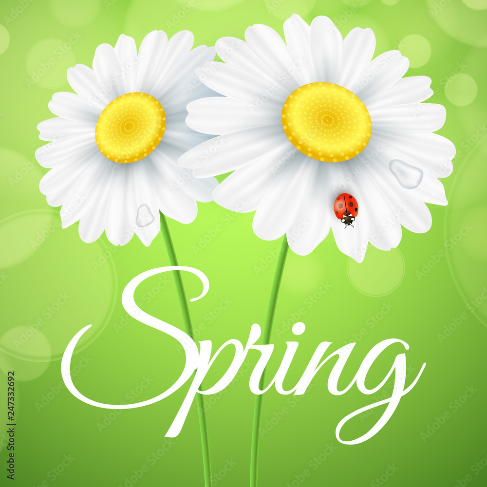 Spring greeting card. Ladybug creeps on the flowers. Realistic daisies. Glares bokeh. Seasonal flyer for your design. Vector illustration