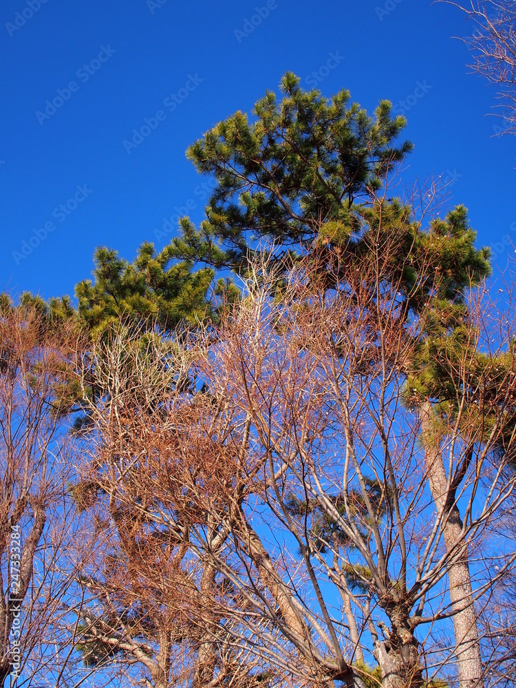 Obraz premium 枯れ木と松と青空