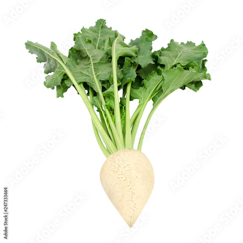 Fresh sugar beet with leaves isolated on white background. Design element for product label, catalog print, web use. Top view.