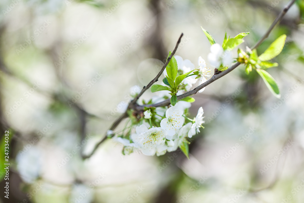 Obraz premium Branch of a blossoming cherry tree
