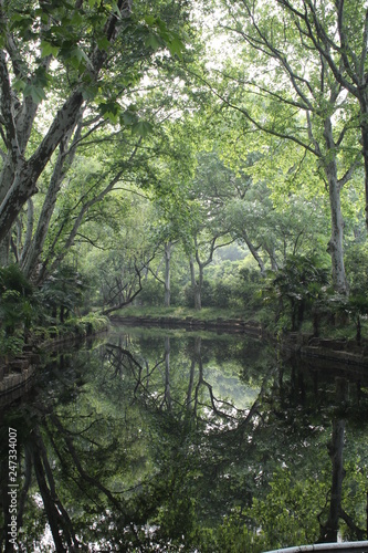river in the forest