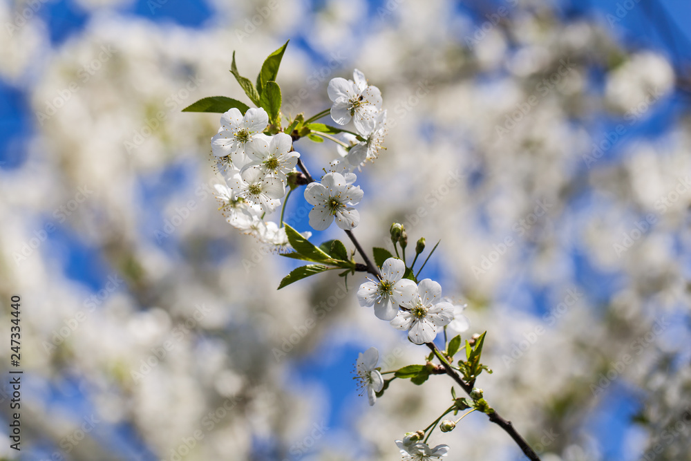 Fototapeta premium Branch of a blossoming cherry tree