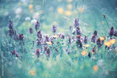 Wild flower. Little flowers on a green meadow.