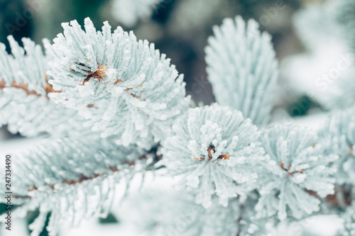 Winter frost Christmas evergreen tree background. Ice covered blue spruce branch close up. Frosen branch of fir tree covered with snow, copy space. Selective focus © irissca
