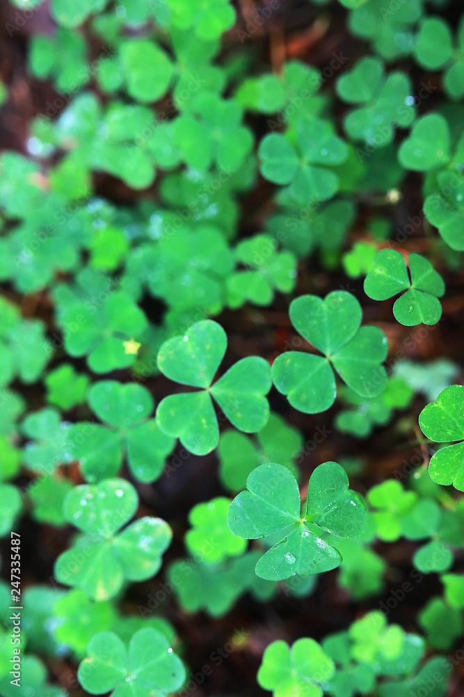 Fototapeta premium Background from plant clover four leaf. Irish traditional symbol. St.Patrick 's Day.