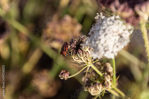escarabajo en una planta © Marcos Ferreiro