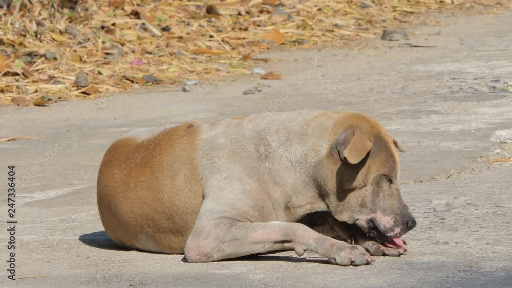 Old stray dog sitting on the ground. Old stray dog sitting on the ground.