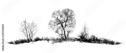 Photo of winter tree with field covered by snow isolated on white background