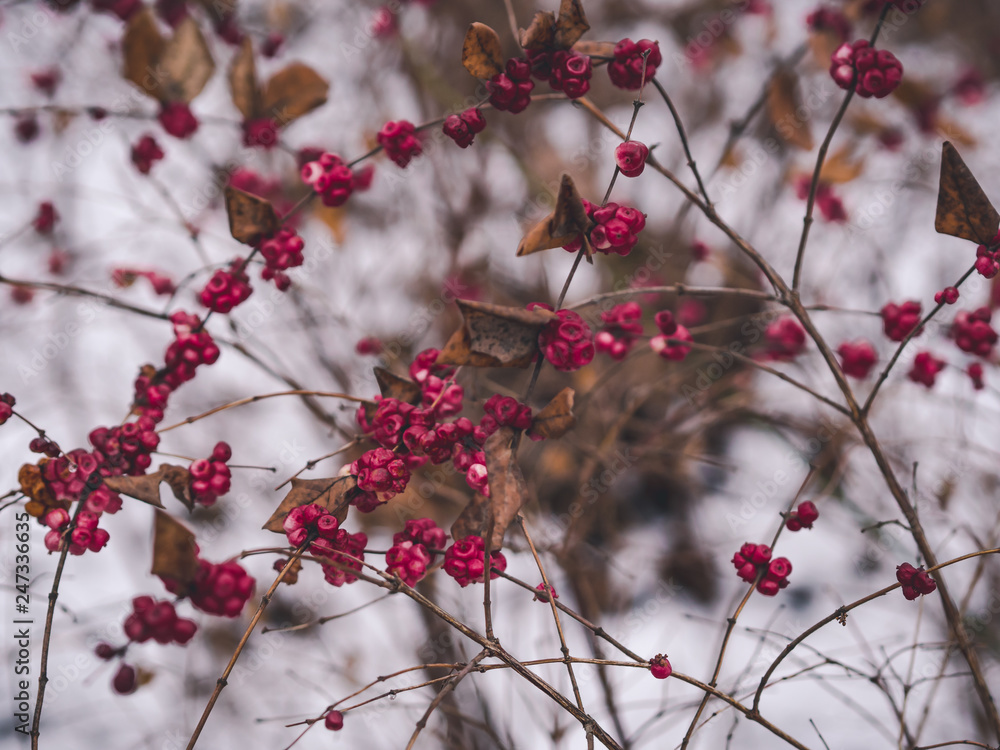 pink berries in winter forest