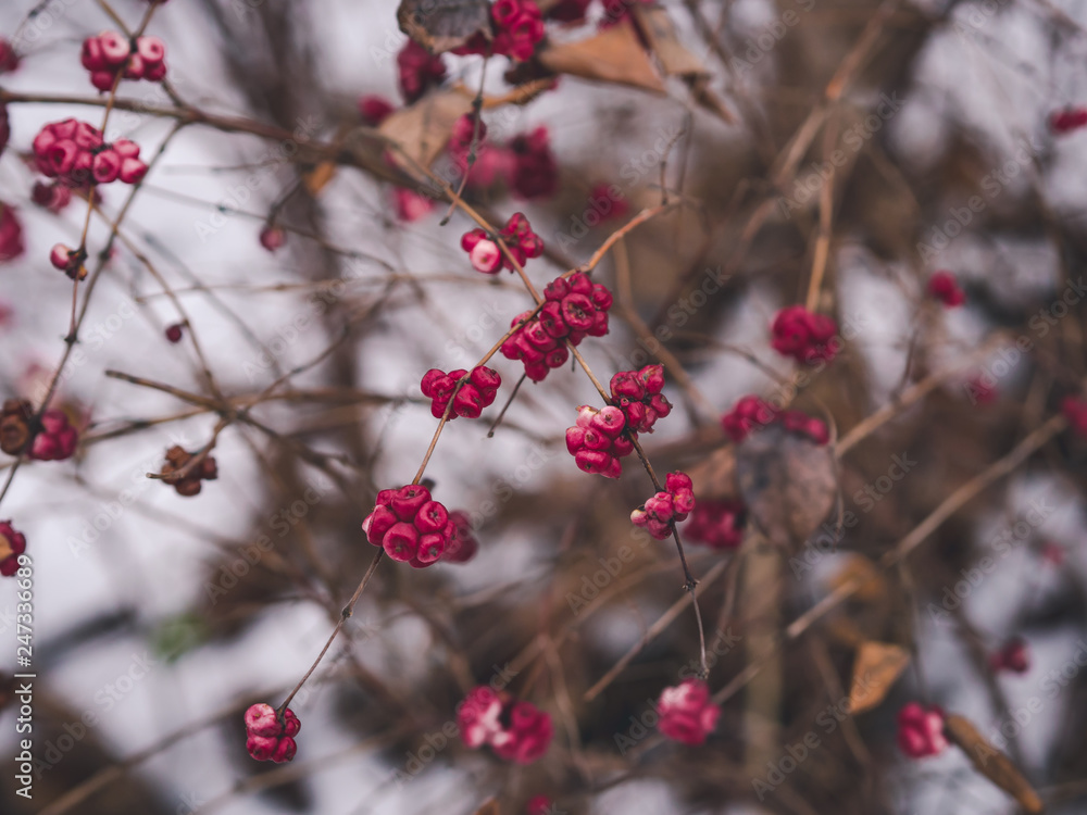 pink berries in winter forest pink berries in winter forest