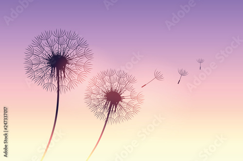 dandelion silhouette at purple sunset with flying seeds vector illustration EPS10