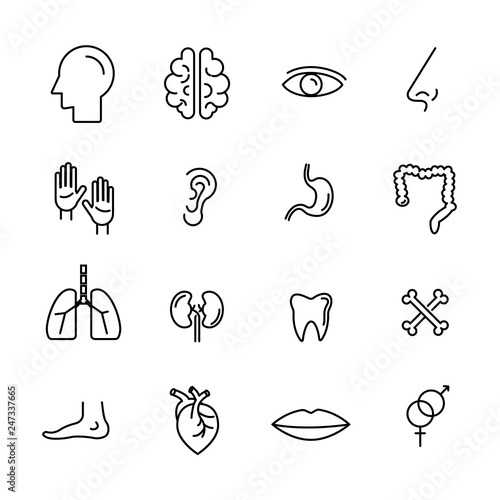 Human body set icon