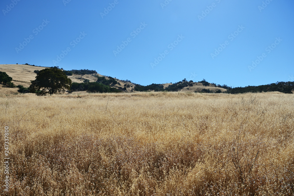 Dry grass close up in Mount Diablo State Park, Northern California, USA Dry grass close up in Mount Diablo State Park, Northern California, USA