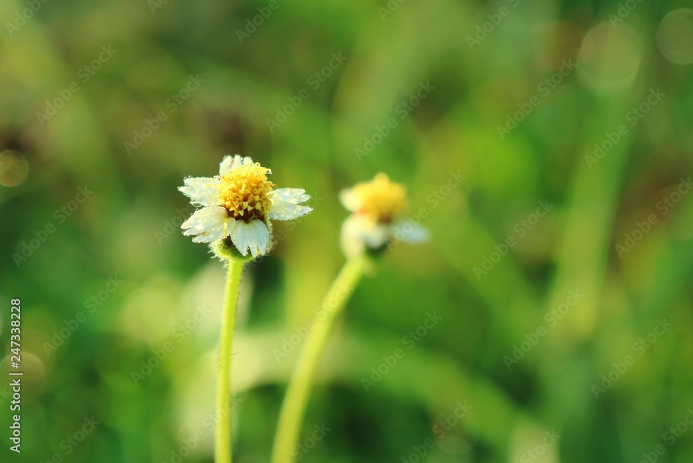 Beautiful yellow and white grass flower in the morning. Selective focus with blurred green grass field background and copy space. Beautiful yellow and white grass flower in the morning. Selective focus with blurred green grass field background and copy space.