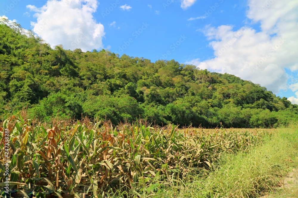Corn field with big mountain and big green trees background. Agriculture and plant concept.