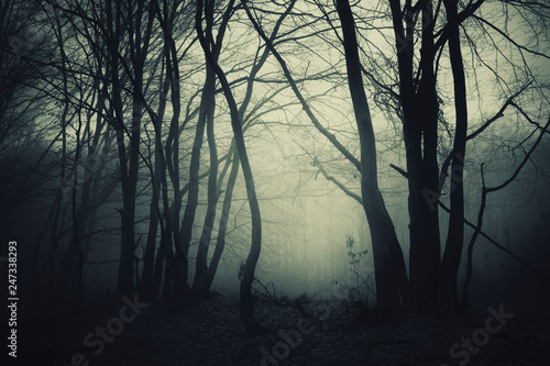 dark halloween borest background, scary landscape with tree silhouettes