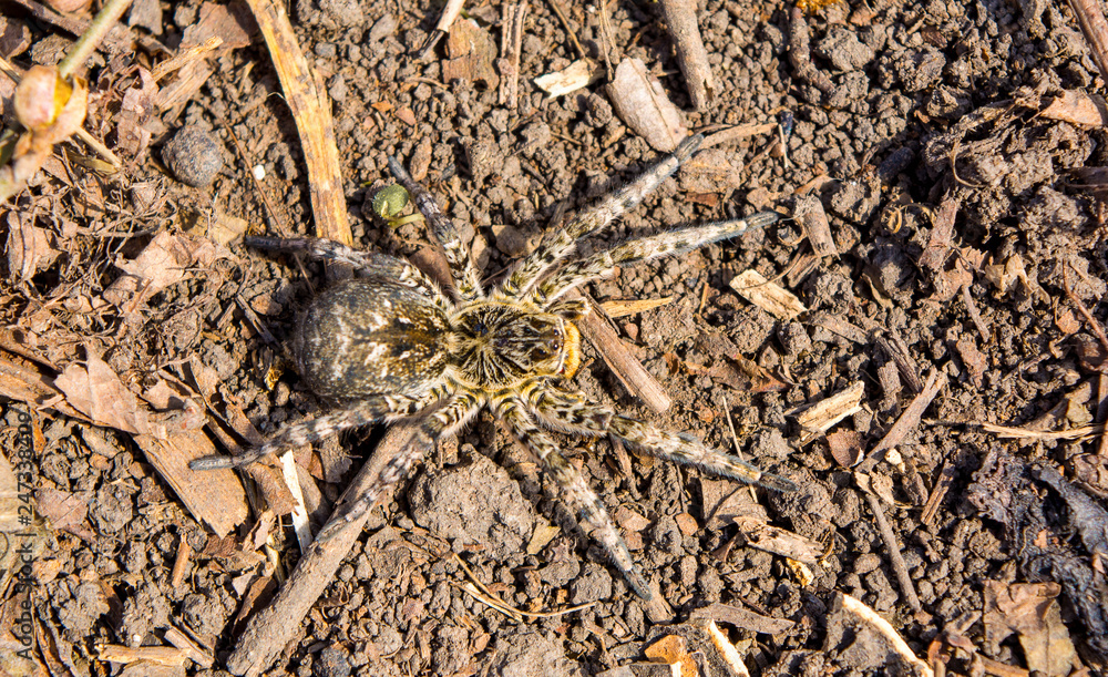 Photo of Lycosa singoriensis, black hair tarantula on the ground Photo of Lycosa singoriensis, black hair tarantula on the ground