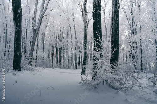 snowy winter landscape with frozen trees in magical forest