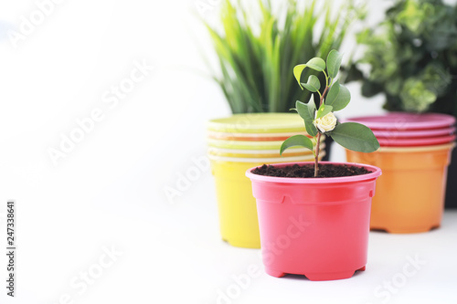 Potted plant in a transplant and care