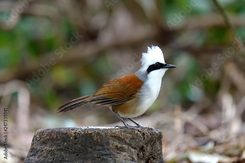 White-crested Laughing Thrush photo