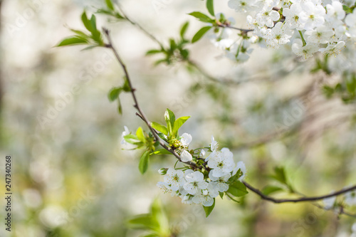 Branch of a blossoming cherry tree