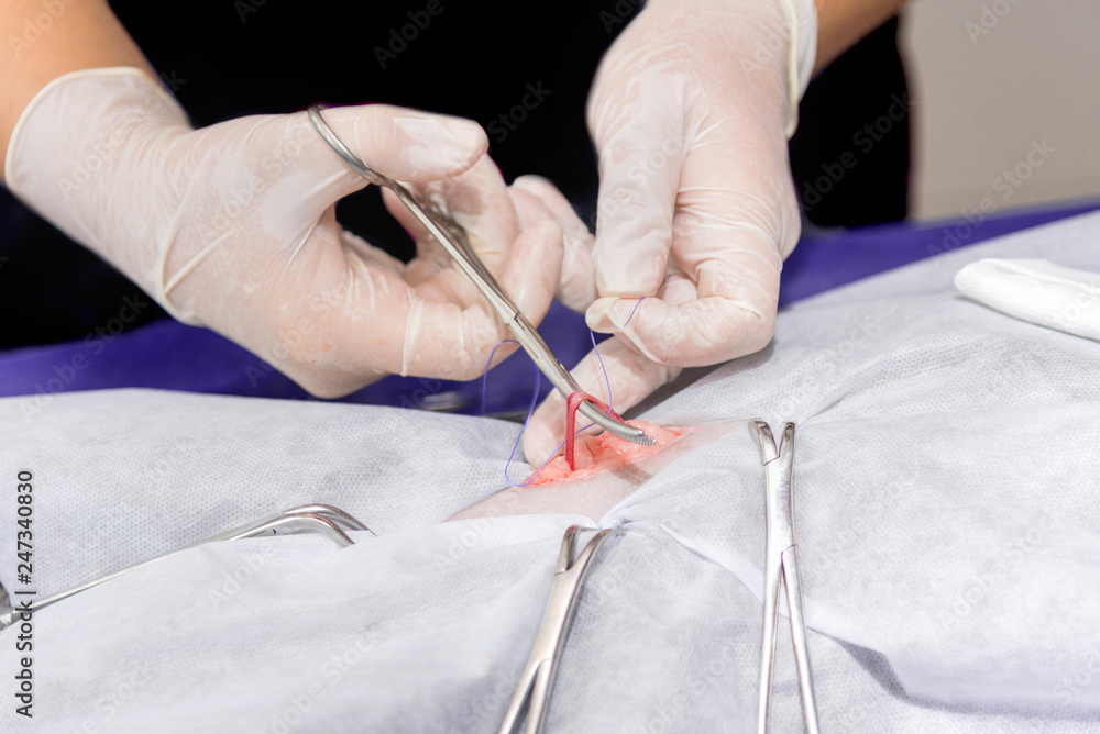 Sterilization of a cat in a veterinary clinic Sterilization of a cat in a veterinary clinic