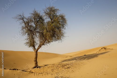 lonely tree in the desert © Elena