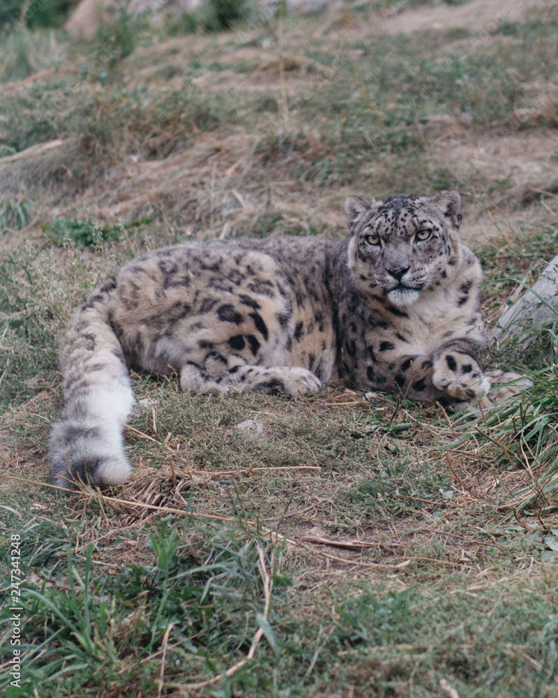 Fototapeta premium Wildlife Rehabilitation Centre