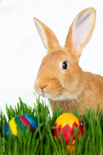 Easter bunny in green grass with painted eggs on white background. © sipcrew