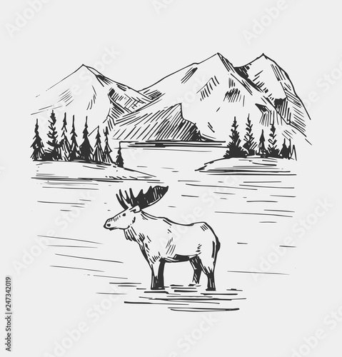 Wild natural landscape with lake, moose, mountains. Alaska region Hand drawn illustration converted to vector.