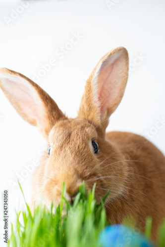 Easter bunny in green grass with painted eggs on white background. © sipcrew