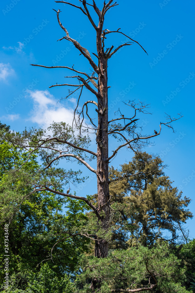 Obraz premium A tall dead tree.