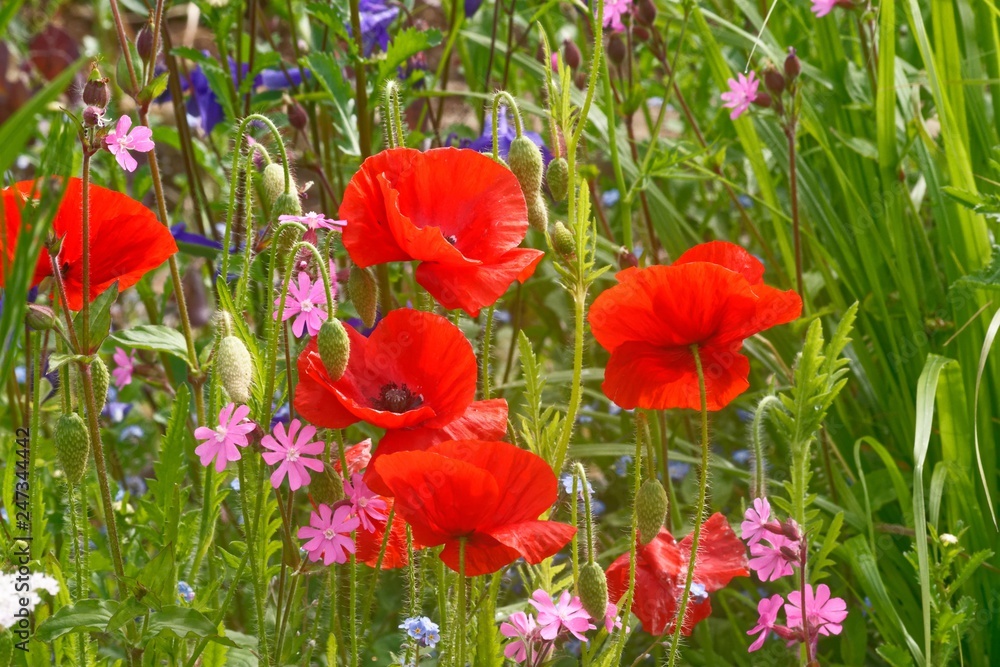 Obraz premium Poppy.