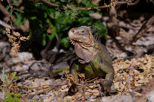 Iguane des petites Antilles  iguana delicatissima 