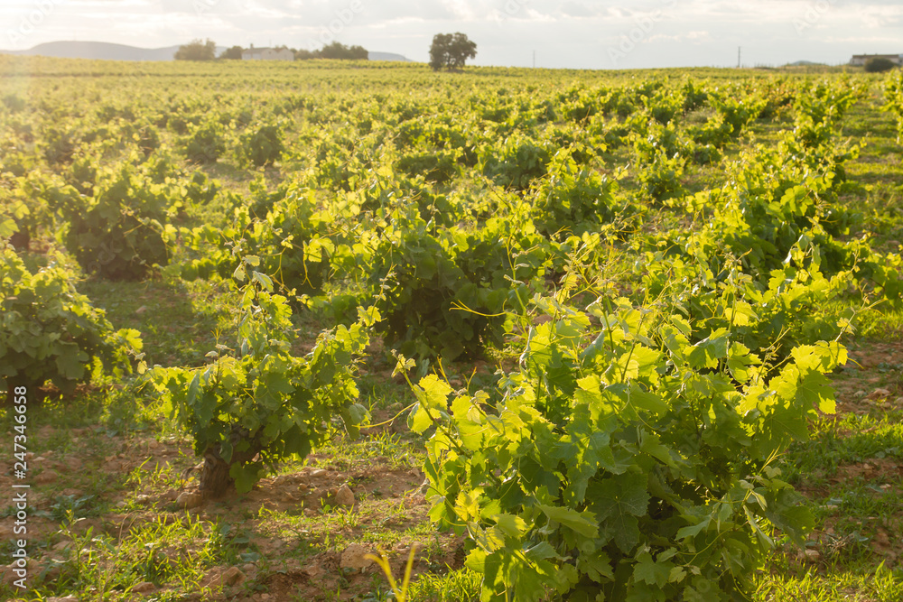 Landscape in La Mancha with green vineyards
