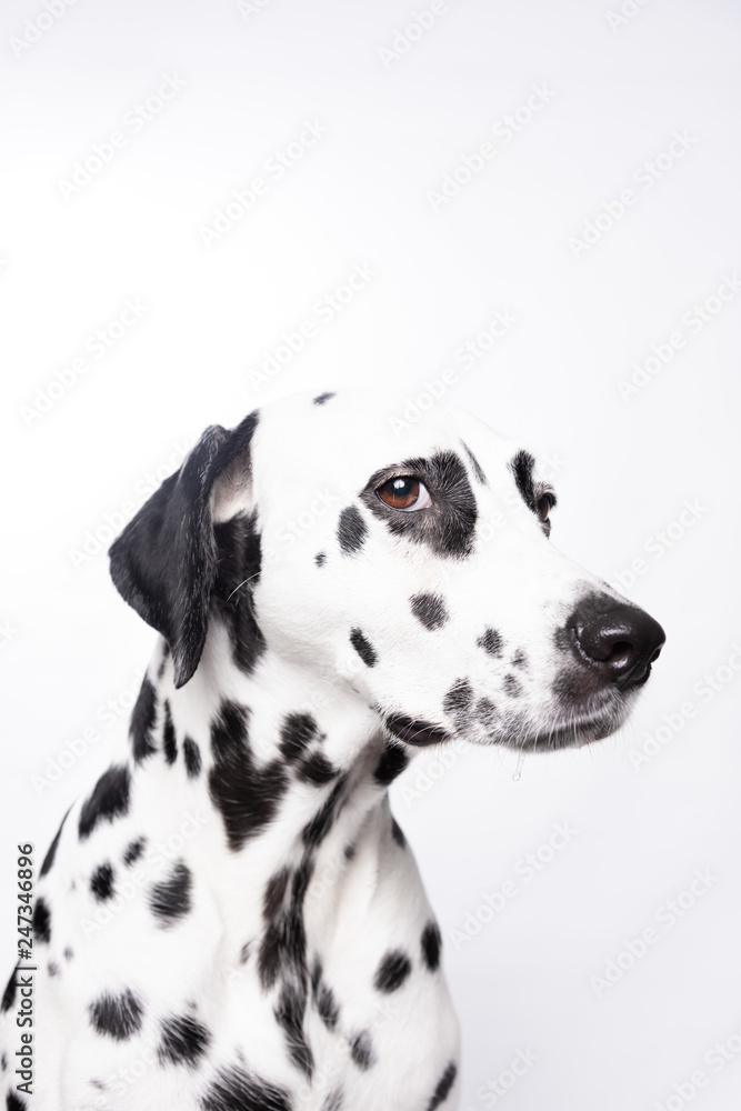 Dalmatian dog portrait isolated on white background Dalmatian dog portrait isolated on white background