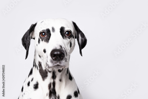 Dalmatian dog portrait isolated on white background. Copy space