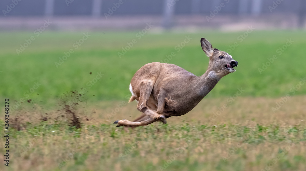 Flying deer. Flying deer. Антилопа прыгает. Оленьи бега в воркуте фото. Финские боевые олени.