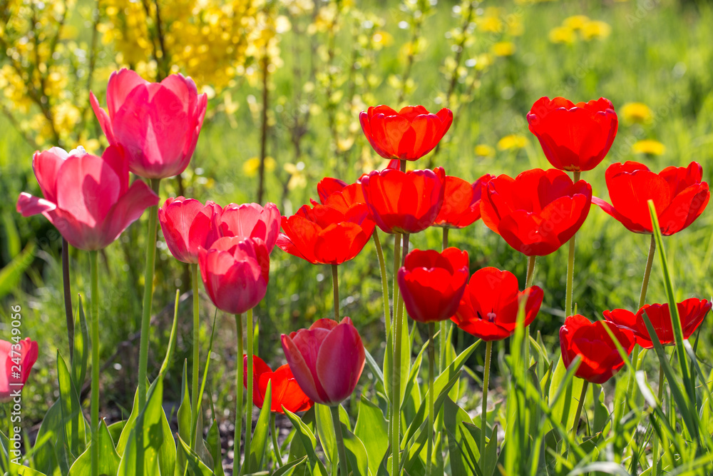 Pink and red tulips in the park in spring in sunny day Pink and red tulips in the park in spring in sunny day