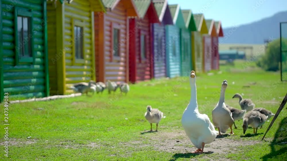 Vidéo Stock Caring goose with small baby goslings walking freely on ...
